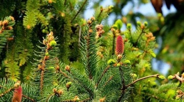 What are the most common trees in the US?