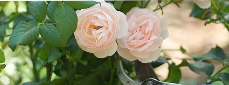 Best natural remedy for roses plants