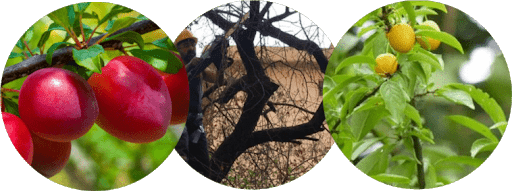 Fruit Trees Pruning Methods