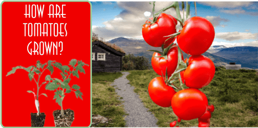 How are tomatoes grown? Growing tomatoes in the garden