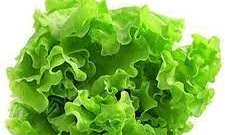 Salad and Lettuce Cultivation