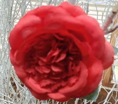 How do you nurture a rose plant