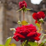 How do you nurture a rose plantas