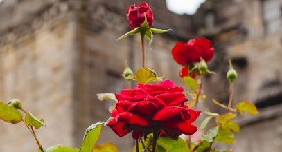 How to prune roses? What part of the rose do you prune?