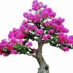 Information about bonsai topiary