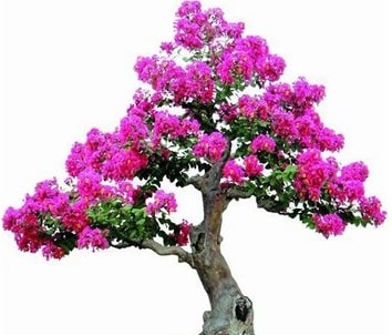 Information about bonsai topiary