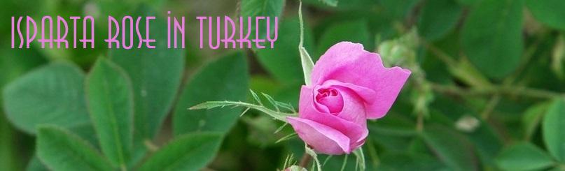 Isparta rose in Turkey