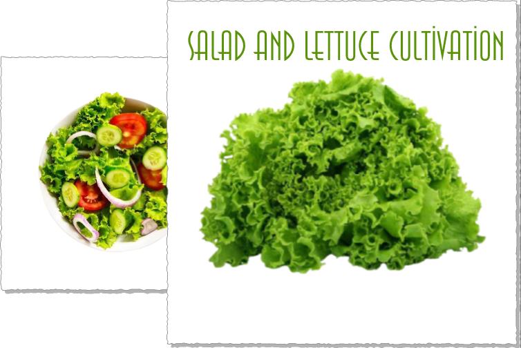 Salad and Lettuce Cultivation