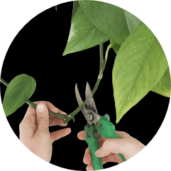Tip pruning in plants