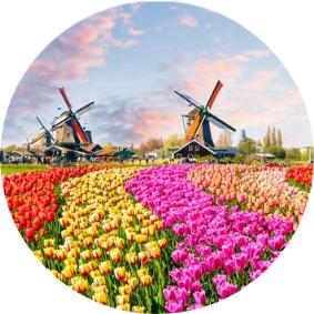 Types of flowers grown in the netherlands