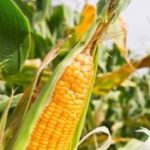 What are different ways Field crops are classified?
