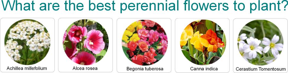 What are the best perennial flowers to plant?