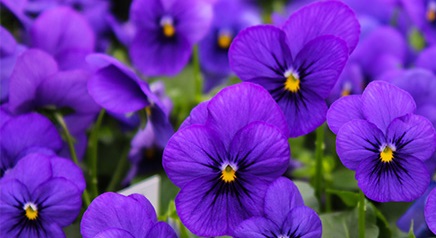 Which flowers are cold resistant?