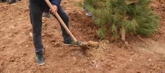 How to Plant Saplings in the Ground?