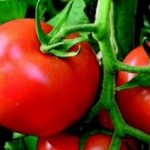 What farming methods are used to grow tomatoes?