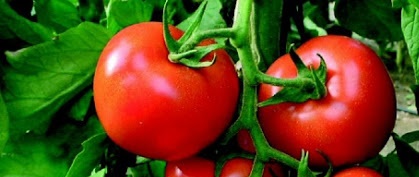 What farming methods are used to grow tomatoes?