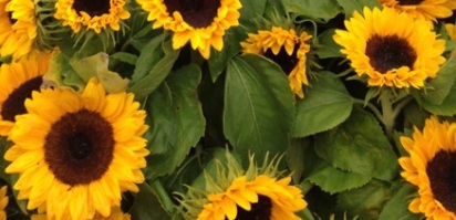 Sunflower information for students