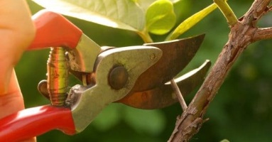 Necessary tools for pruning plants