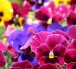 Where to grow the best pansies?