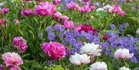 What are the best perennial flowers to plant?