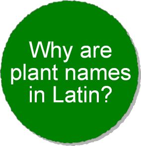 Why are plant names in Latin?
