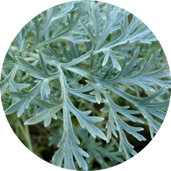 What are the Benefits of Wormwood?