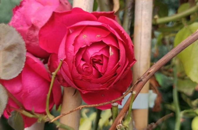 unpruned rose