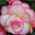 How do you keep begonias blooming?,What month do you plant begonias?, Can I save my begonias for next year?, How to prune Begonia Flower?, How many types of Begonia flowers are there?, Can you leave begonias in pots over winter?,