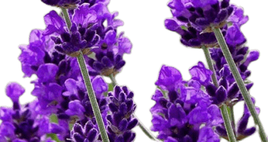 Does lavender grow wild in Canada?