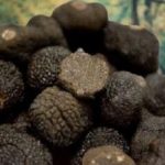 Where in the world do truffles grow