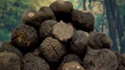 What truffles are in season right now?