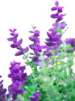 Which Plants Have Purple Colored Flowers