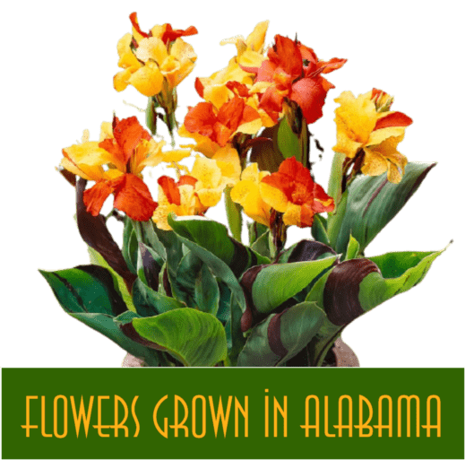 Flowers grown in Alabama