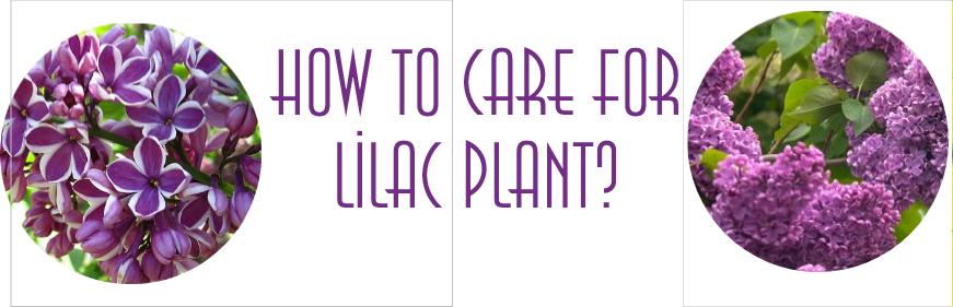 How to Care for Lilac Plant?