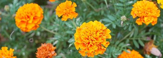 Can marigolds be grown anywhere?