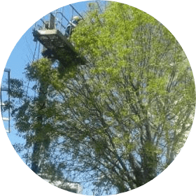 Mulberry pruning