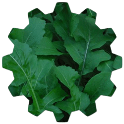 What are the health benefits of arugula
