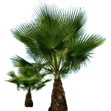 What is the characteristics of palm tree