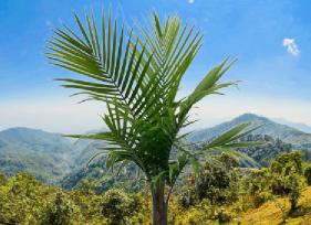 What is the characteristics of palm tree?