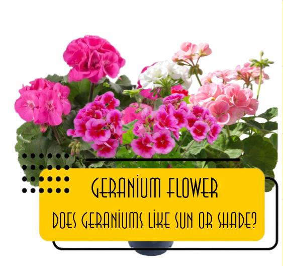 Does geraniums like sun or shade?