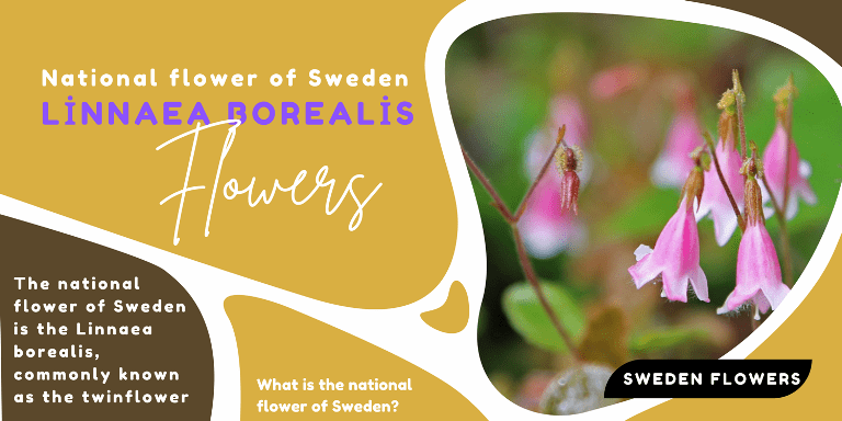 national flower of sweden